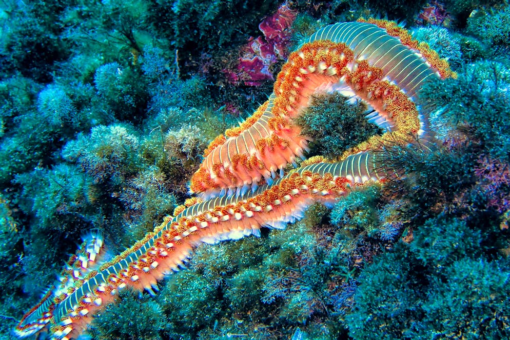 Les vers de feu mesurent habituellement entre 15 et 30 cm, mais peuvent atteindre jusqu'à 50 cm.