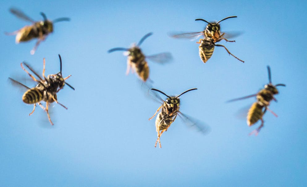 A swarm of wasps pursued the man. (Symbol image)