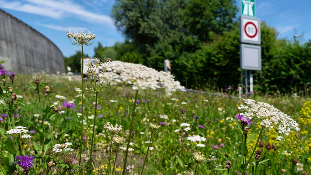Votazioni. Un'associazione di contadini è contraria all'iniziativa sulla biodiversità