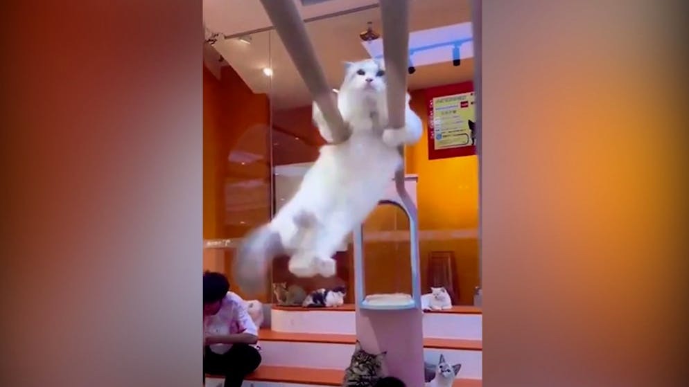 Animal talent on the parallel bars. This cat is ready for the Olympics