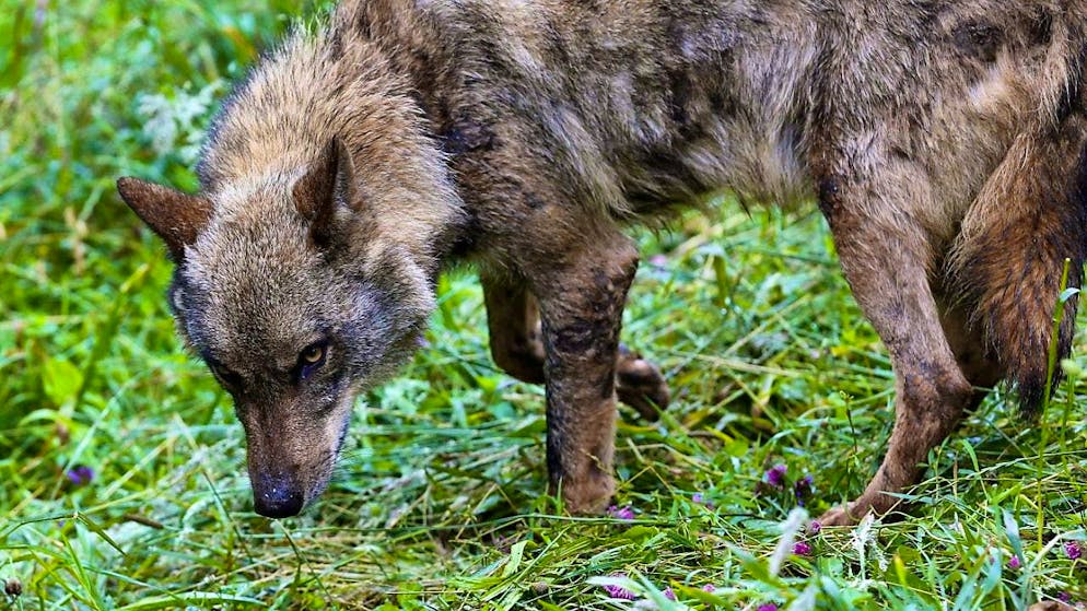 An Iberian wolf in an enclosure in Belmonte de Miranda in northern Spain. (archive picture)