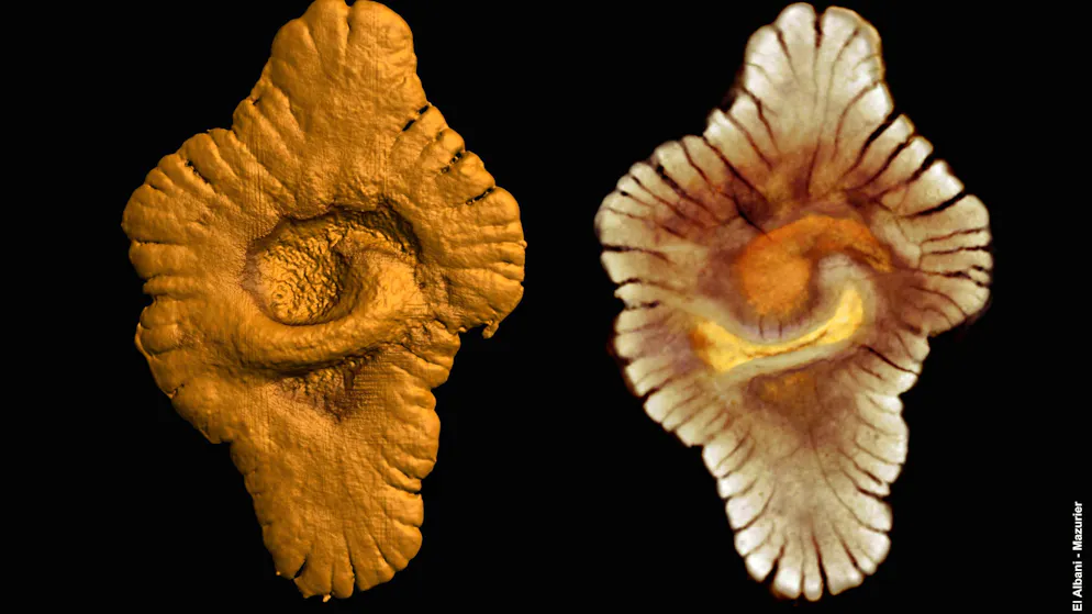 A team of researchers presents evidence of nutrients that are thought to have created these formations in Gabon.