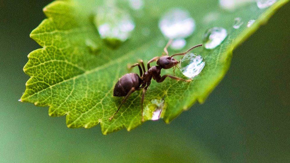 Ants are fascinating, clever creatures, and useful too. But you don't necessarily want them in your house or apartment.