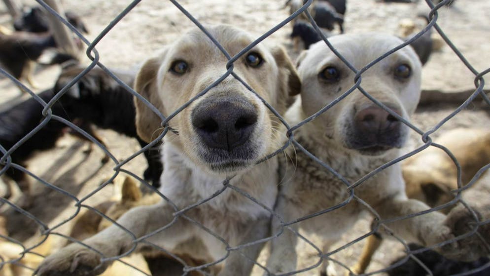 Turkey wants to kill strays. How Switzerland and other countries deal with stray dogs