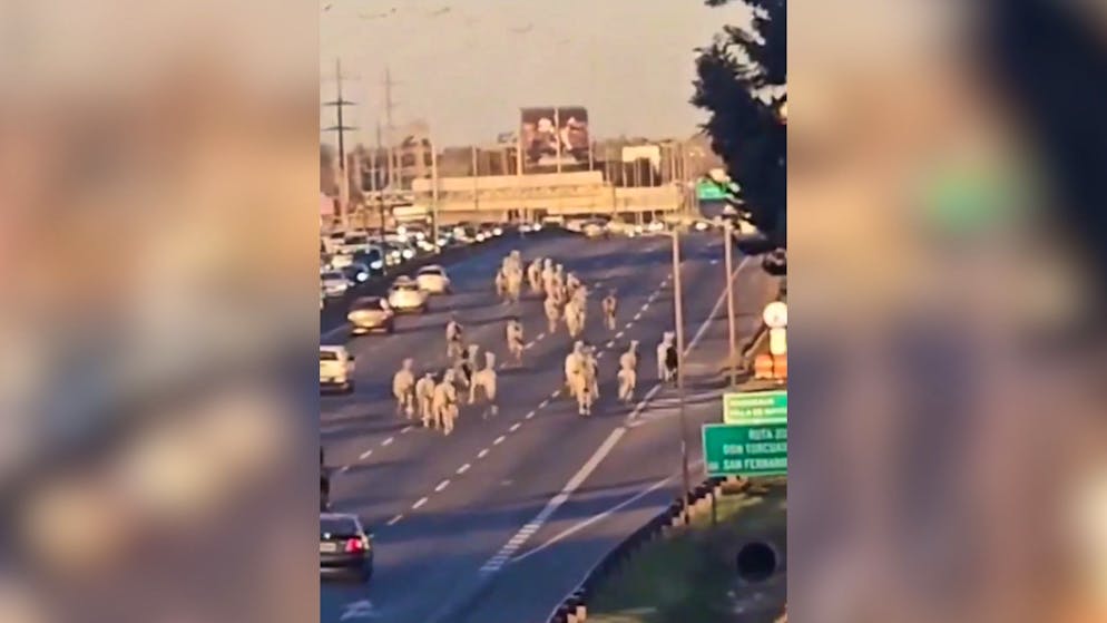 Escaped. Horses gallop across highway