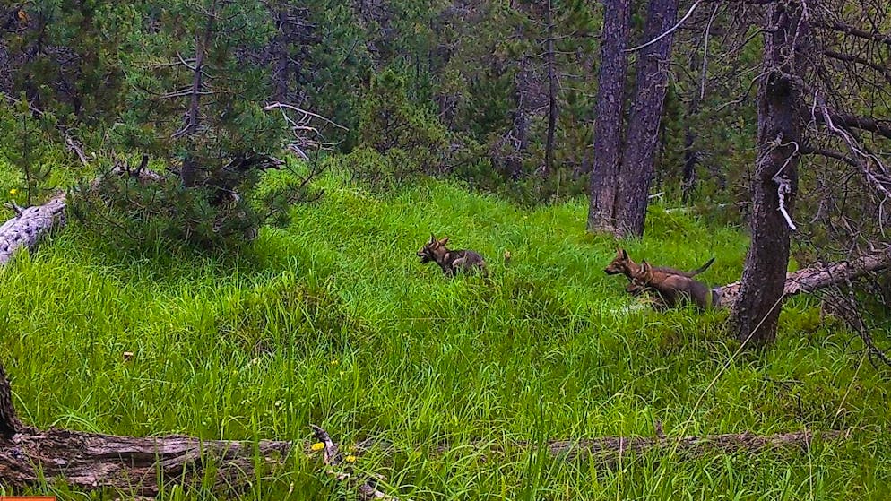 The three young wolves fell into a photo trap in the Il Fuorn area.