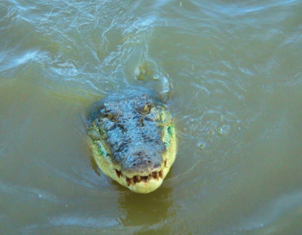 Un coccodrillo nuota nel fiume Adelaide, nel Territorio del Nord, in Australia (immagine simbolica).