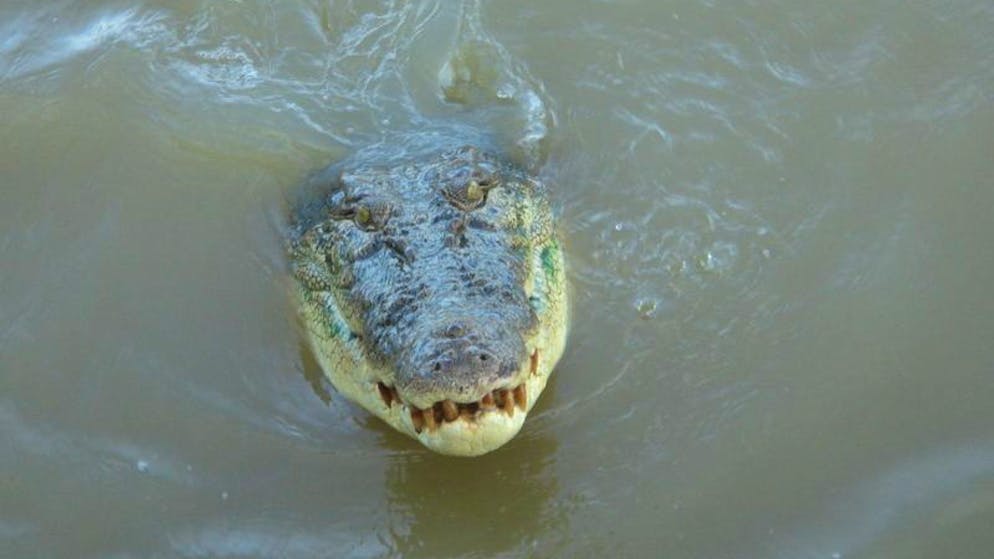 Ein Krokodil schwimmt im Adelaide River im Northern Territory.