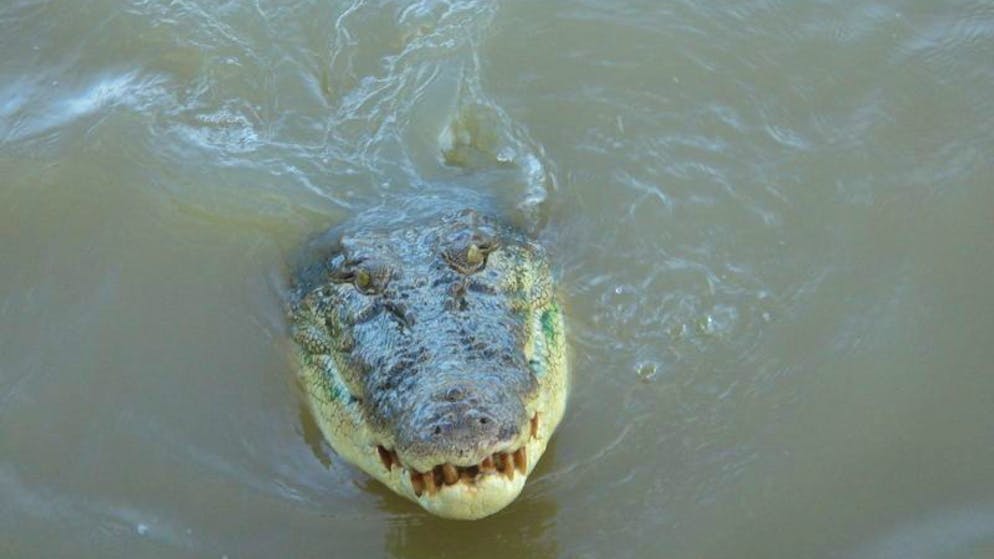 Missing angler identified. Human remains found in Australian crocodile