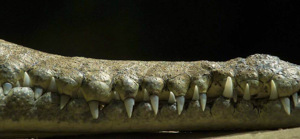 Der Kiefer eines australischen Krokodils: Auf dem fünften Kontinent wird ein Angler vermisst.