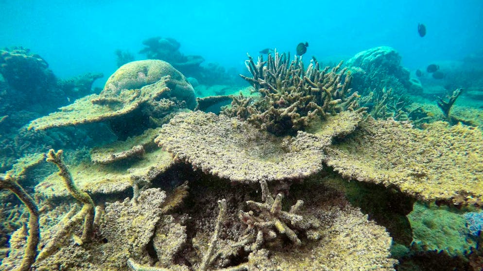 Great Barrier Reef: Highest water temperature in 400 years - Gallery. The Great Barrier Reef was last affected by coral bleaching in 2016, 2017, 2020, 2022 and 2024. (archive image)