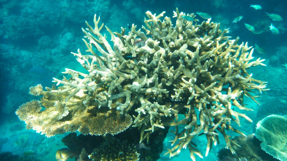Riesiges Korallensterben droht. Höchste Wassertemperatur seit 400 Jahren am Great Barrier Reef