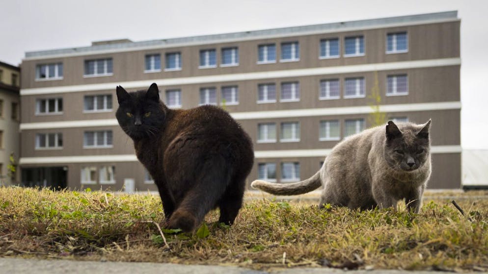 Milioni di animali vengono uccisi ogni anno dai gatti.