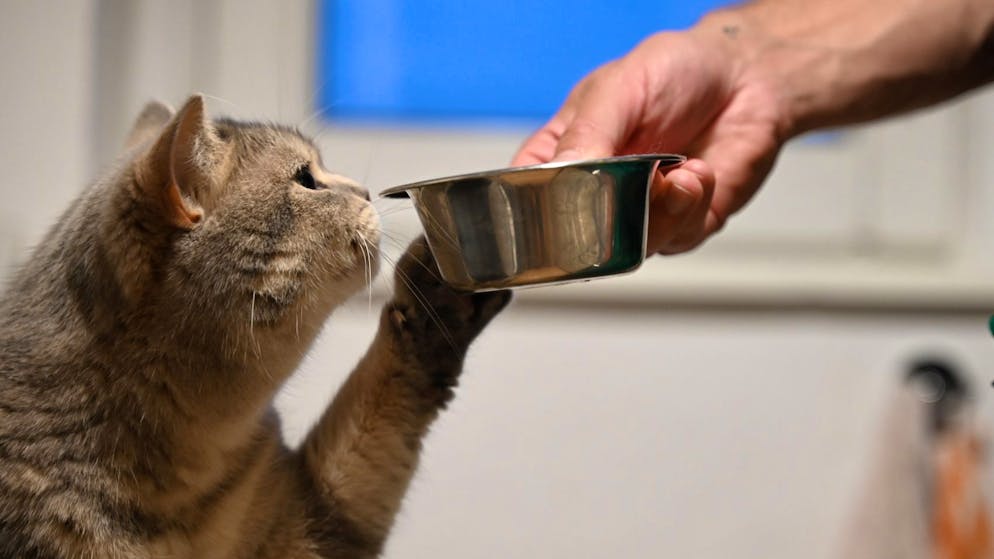 Studien laufen. Gibt's bald Ozempic für Katzen?