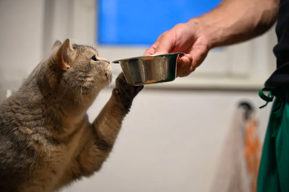 semaglutide cats Studies underway: Ozempic for cats coming soon?