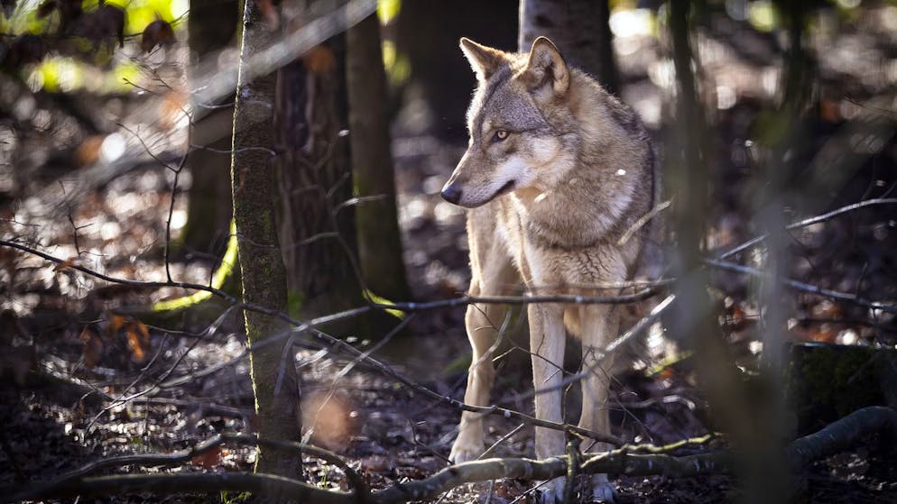 Er hat nichts zu befürchten. Dieser Wolf lebt im Wildpark Bruderhau in Winterthur.