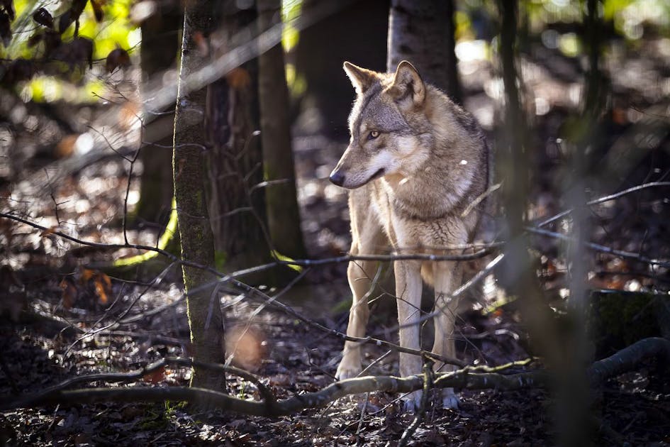 Animal rights activist fails in complaint against wolf shooting