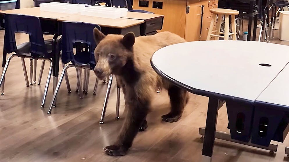 Er mag Müesliriegel. Hungriger Bär überrascht Lehrerin im Klassenzimmer