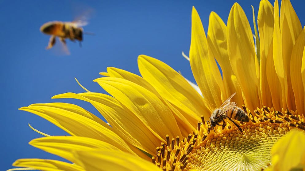 L'initiative biodiversité est soutenue par une faible majorité de 51%, selon le premier sondage du groupe Tamedia (image prétexte).