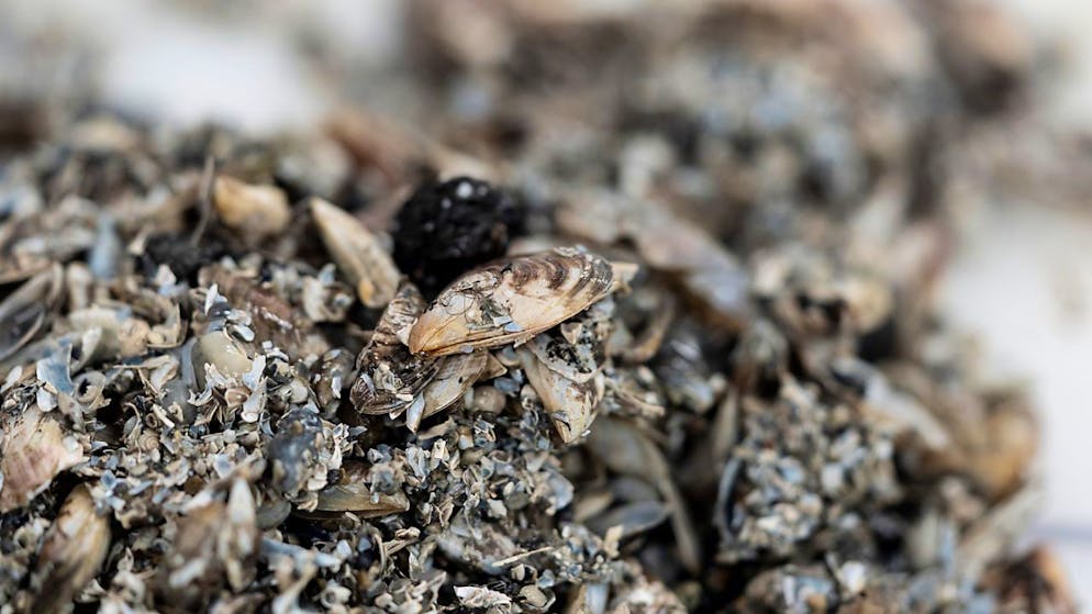 Die eingeschleppte Quaggamuschel bedroht in Berner Gewässern einheimische Arten. Der Kanton will die Verbreitung solcher invasiver Arten eindämmen. (Archivbild)