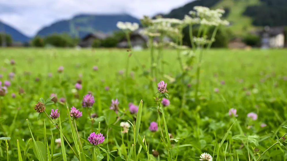 Sondage SSR. Faibles majorités pour l'initiative biodiversité et la réforme LPP