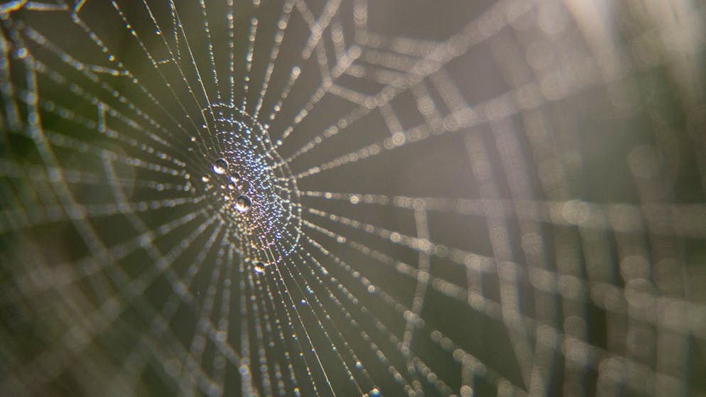Puntura fatale. Un 23enne muore in Salento per il morso di un ragno violino