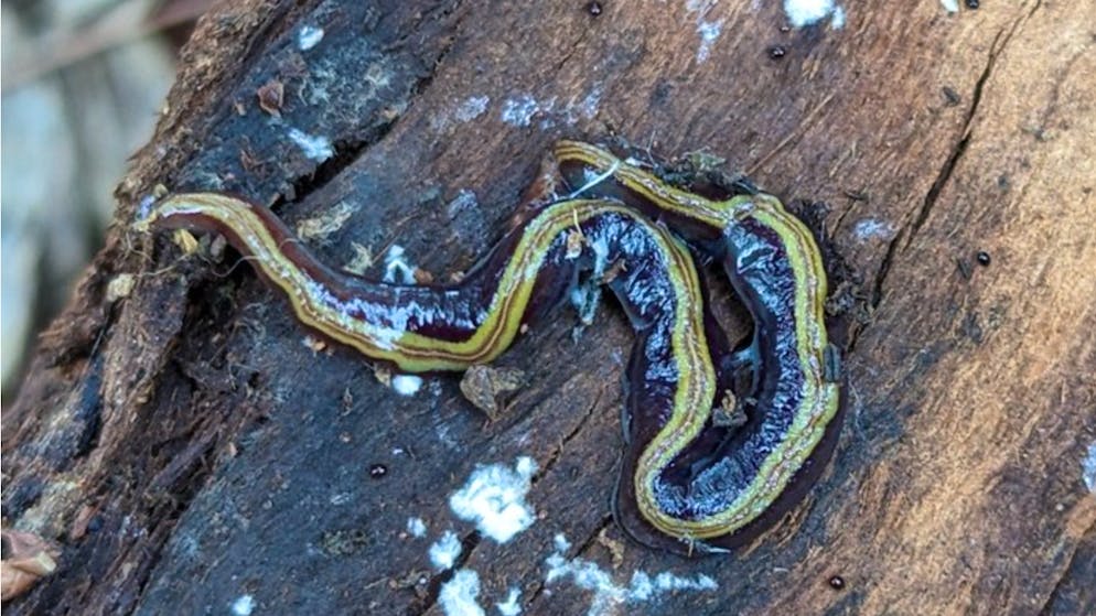 Invasiver terrestrischer Plattwurm aus Neuseeland: Caenoplana variegata.