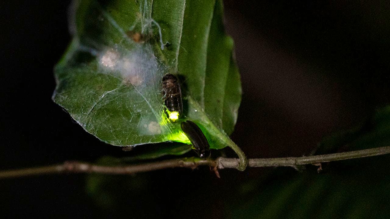 Tiere. Perfide Masche: Spinne lockt mit Beute weitere Beute an