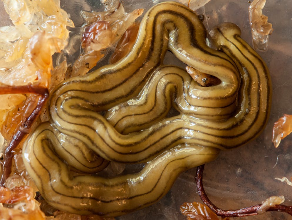Auch der japanische Plattwurm (Diversibipalium multilineatum) breitet sich in der Schweiz aus.