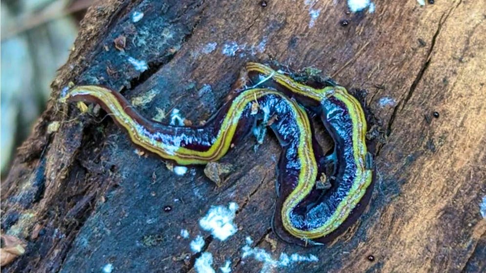 Ver plat terrestre envahissant de Nouvelle-Zélande : Caenoplana variegata.