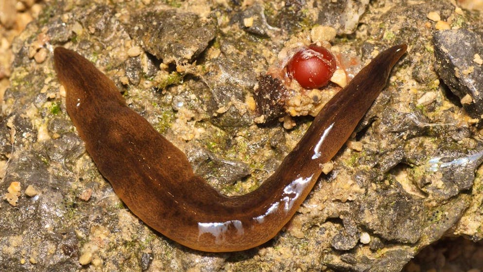 An adult specimen of the South American flatworm Obama nungara. The freshly deposited cocoon has a diameter of 4.8 millimetres and is reddish in color.