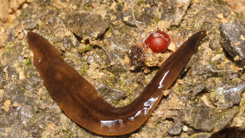 Schleichende Bedrohung. Schleimige Plattwürmer breiten sich in der Schweiz aus