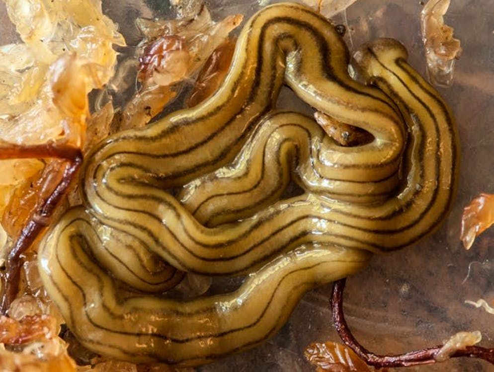 The Japanese flatworm (Diversibipalium multilineatum) is also spreading in Switzerland.
