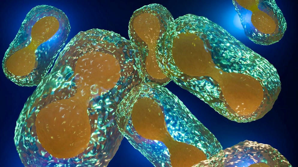 In contrast to smallpox, which has been declared eradicated since 1980, an infection with Mpox is generally much milder.