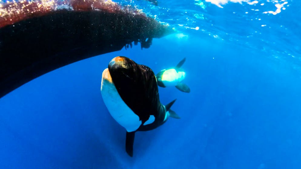 Auge in Auge mit den Schwertwalen. «Das ist einer, der Boote rammt»