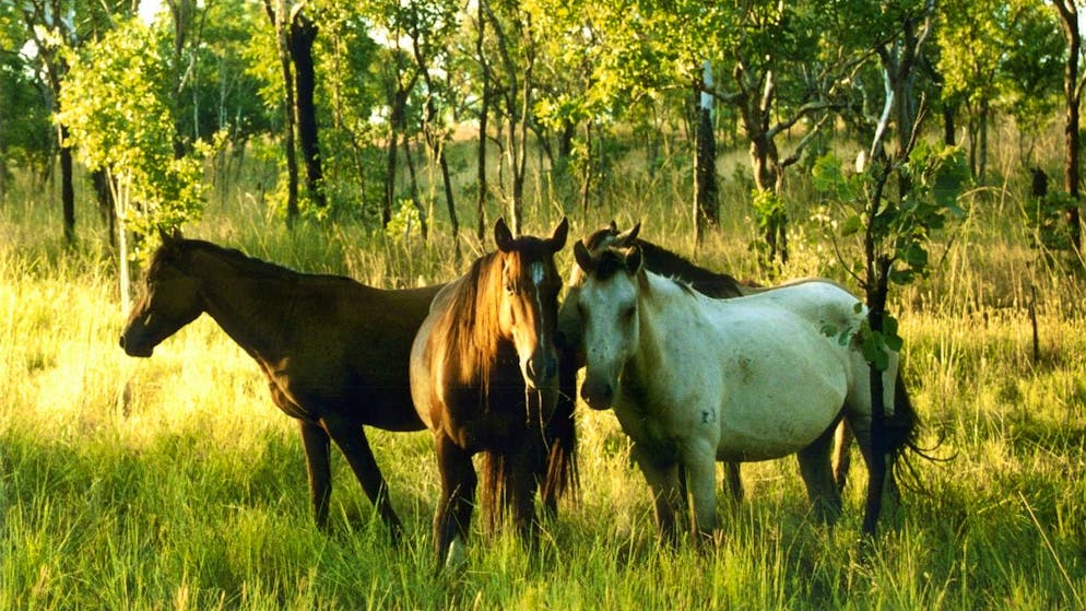 Australische Wildpferde, sogenannte «Brumbies», weiden in dem vom Schweizer Umweltaktivist Franz Weber zum Schutz der Pferde eingerichteten «Franz Weber Territory» im Nordterritorium Australiens. (Archivbild)