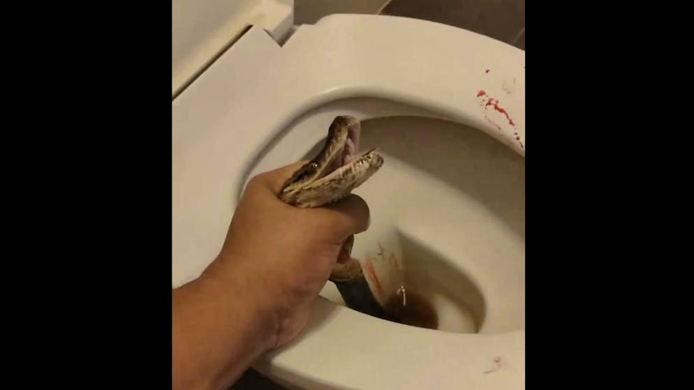 Bloody fight: the python bites the man in the testicles while he is using the toilet. He beats it to death with the toilet brush.