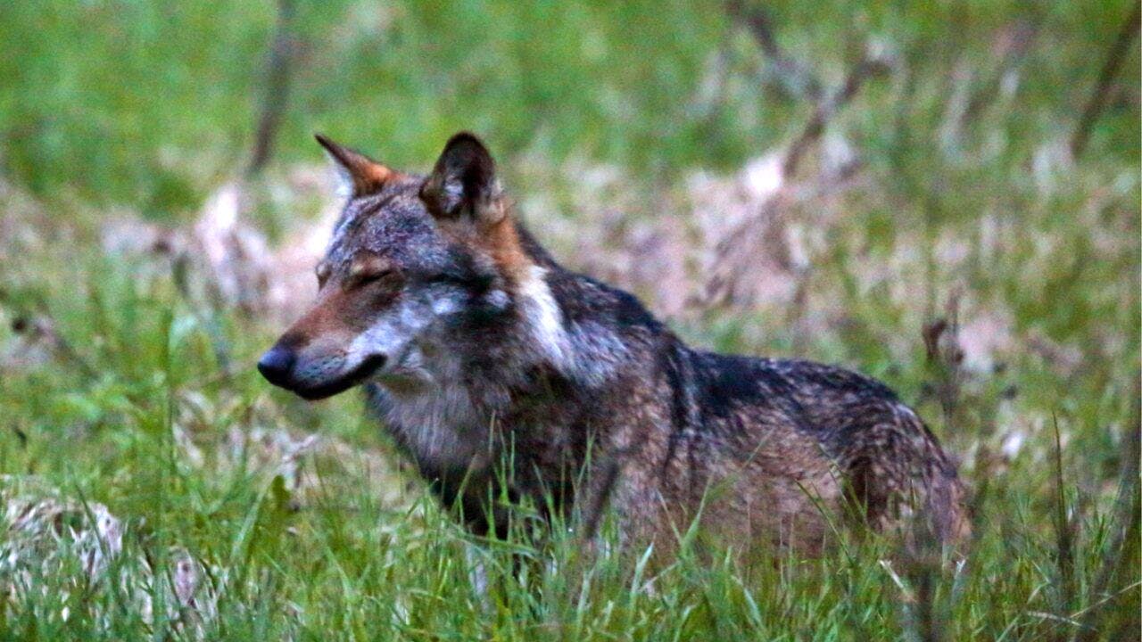 Agriculture/Agriculture. Canton of Valais wants to release four wolf packs for shooting