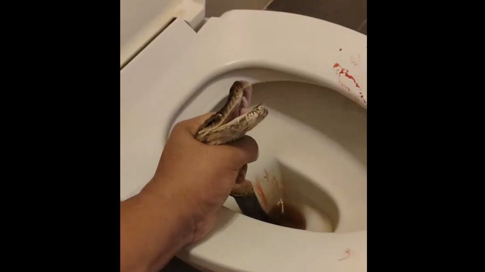 Blutiger Kampf: Die Python beisst den Mann beim Toilettengang in die Hoden. Er schlägt sie mit der Toilettenbürste tot.
