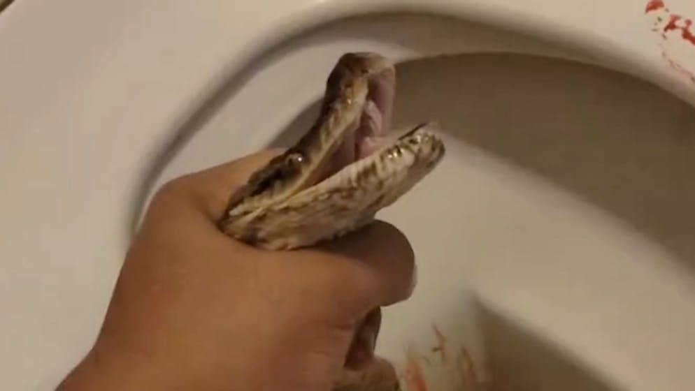 Horror auf stillem Örtchen. Python beisst Mann auf WC in die Hoden