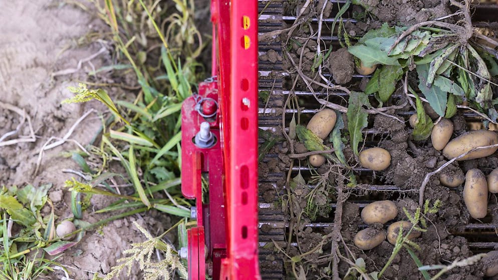La récolte de pommes de terre sera modeste cette année (archives).