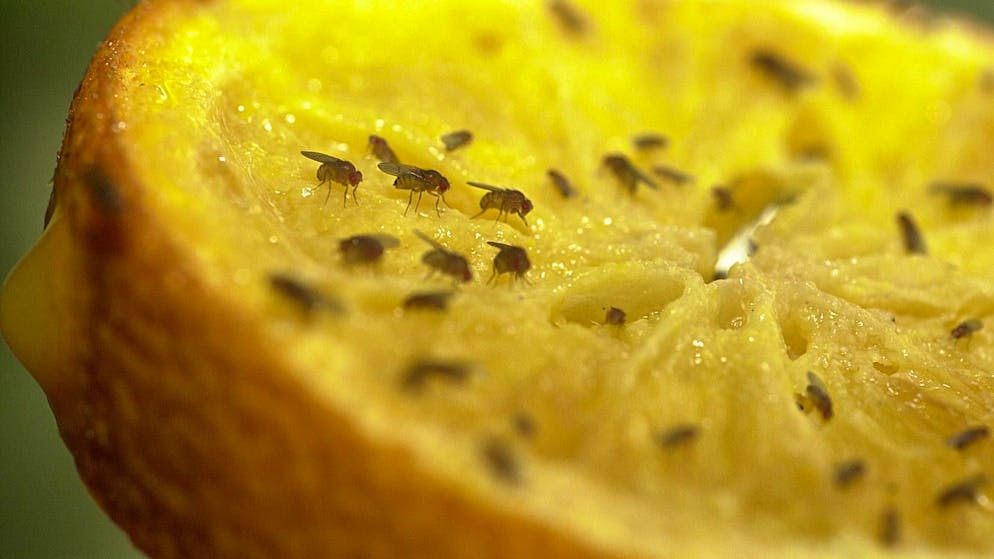 Nervige Biester ade. Mit diesen 7 Tipps wirst du Fruchtfliegen los