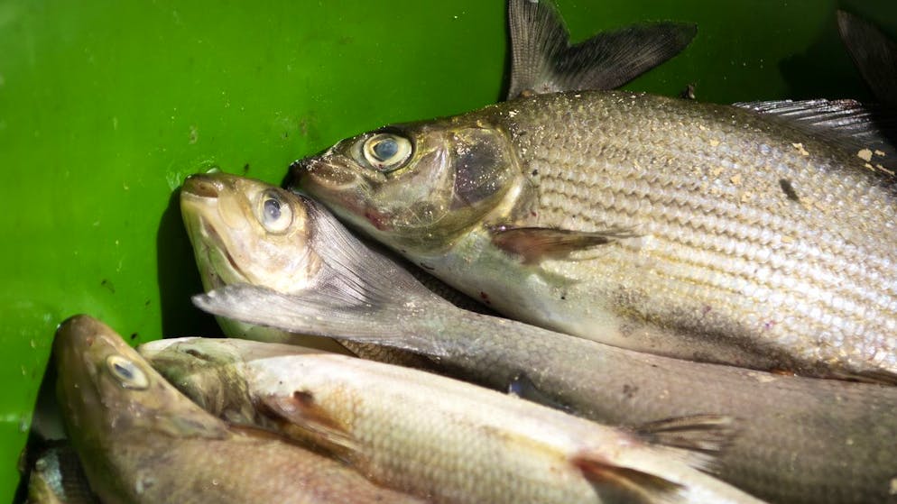 Grayling almost extinct. Warm lakes and rivers are deadly for many fish