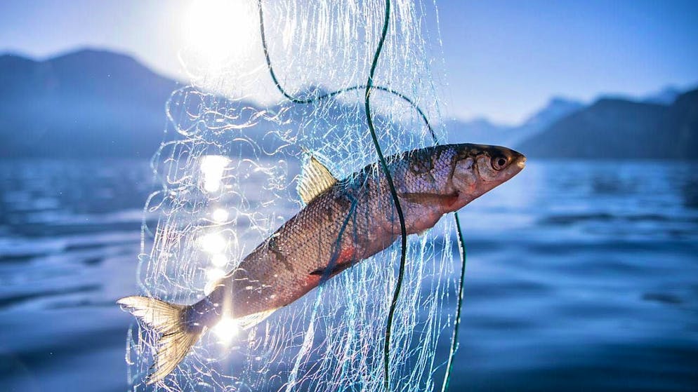 According to a new study, fish are even more endangered than previously thought. (archive image)