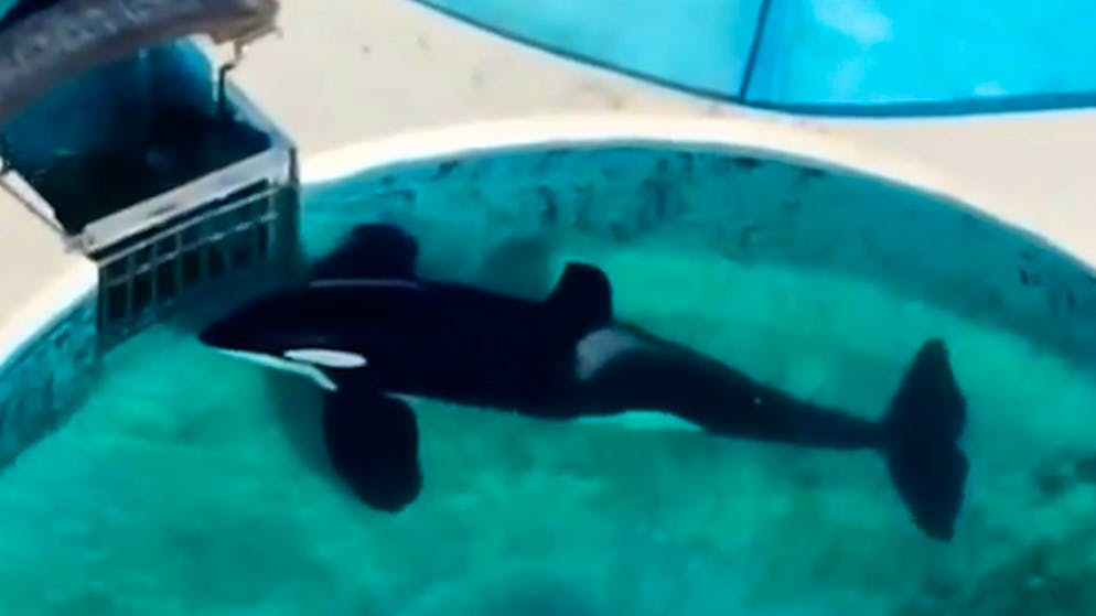 Tierschützer*innen empört. Orca lebt seit 24 Jahren völlig isoliert