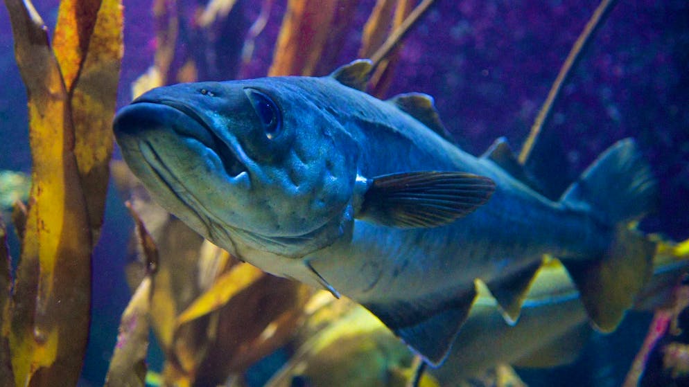 Many fish, such as cod, are threatened by overfishing.