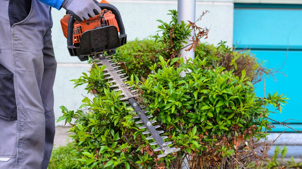 Jahrelanger Konflikt. Aargauer Nachbarn streiten sich vor Gericht um Gartenpflanzen