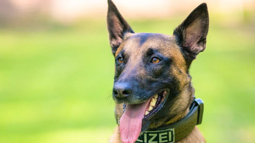 Vorfall in Oberwallis. Polizistenhund verletzt Bub schwer – Polizei spielt den Fall herunter