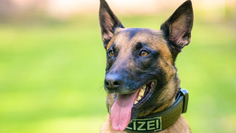 Ein belgischer Schäferhund hat in Oberwallis ein 7-jähriges Kind attackiert. (Symbolbild)