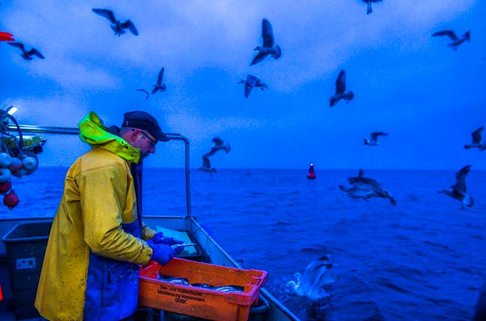 Herring fishing in the Baltic Sea off Wismar: significantly more populations have collapsed.